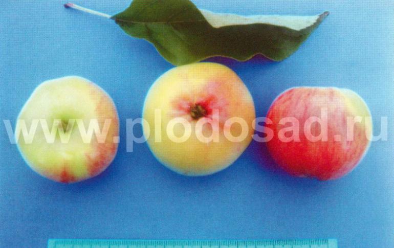 What is the name of the variety of apples